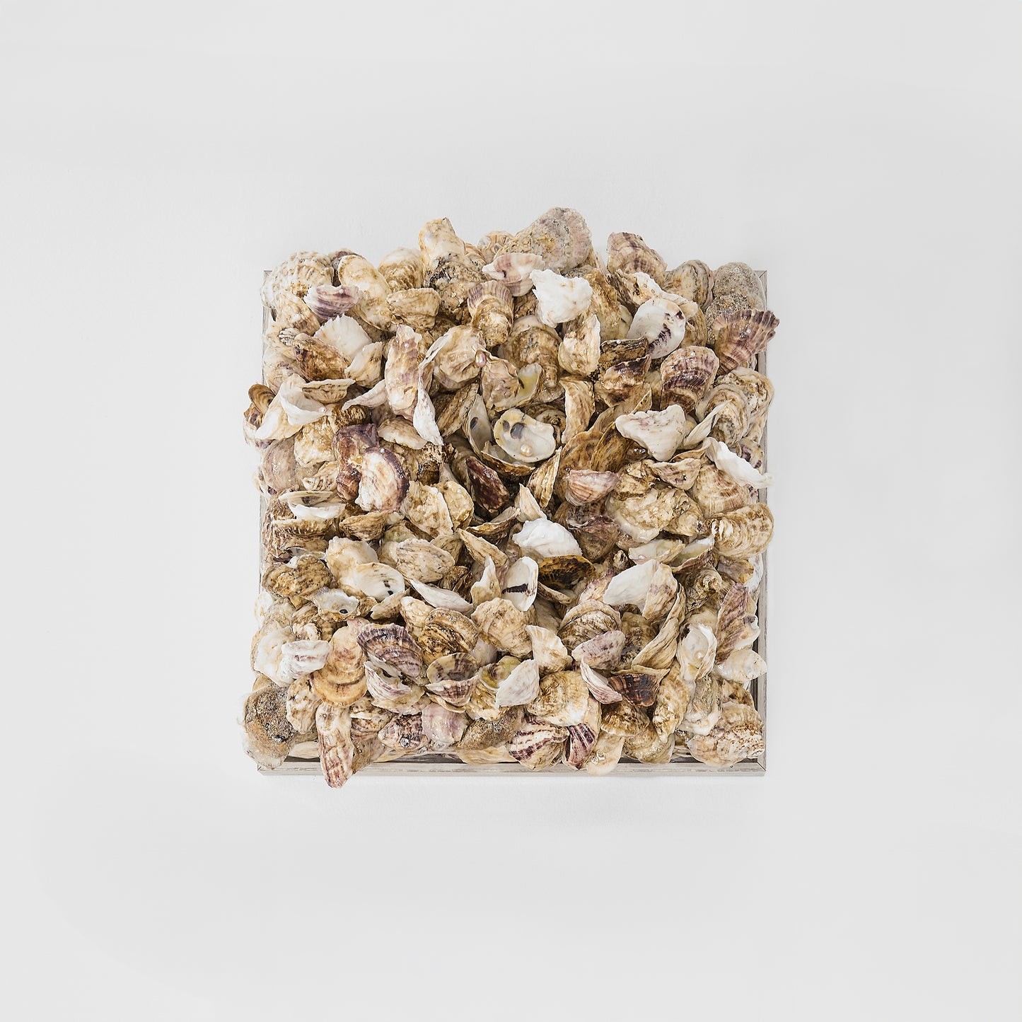 Pure Collection- Transition Series
